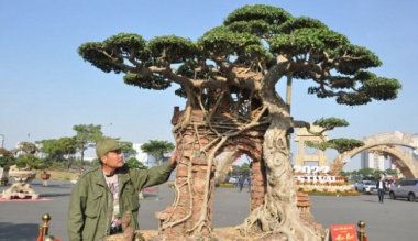 Ancient birth tree embraced the village gate, was paid 100 gold trees but the owner did not sell it