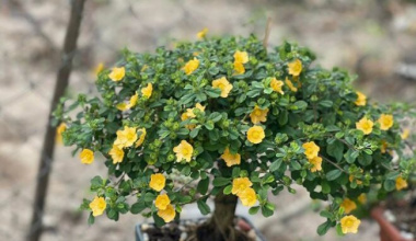 Wild trees that grow full of sugar in Vietnam are now “potted” into bonsai, priced at 500,000 VND/tree