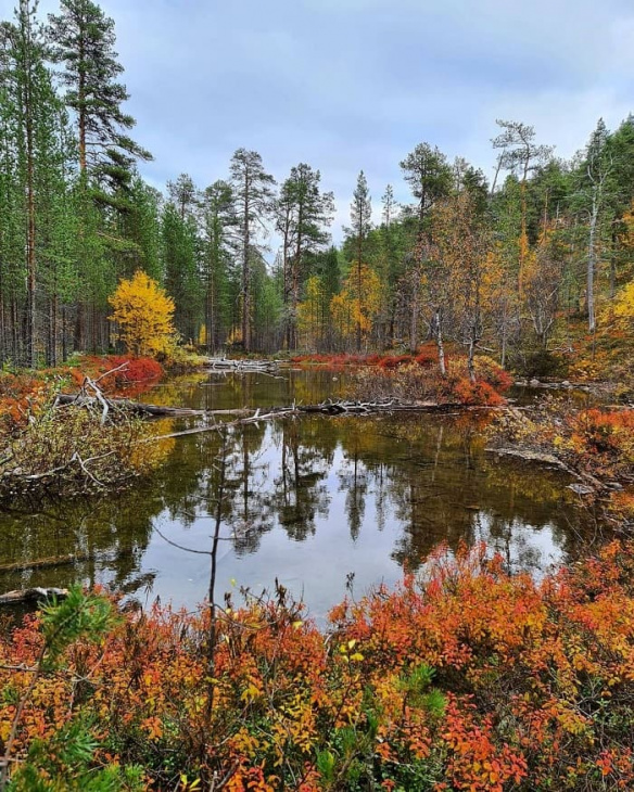 vườn quốc gia lemmenjoki, khám phá, trải nghiệm, trở về với thiên nhiên hoang dã tại vườn quốc gia lemmenjoki phần lan