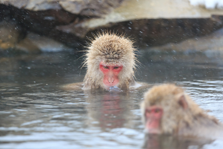Công viên khỉ Jigokudani - Thiên đường khỉ tuyết ở thung lũng địa ngục Nagano