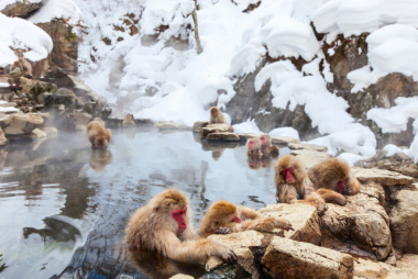 Công viên khỉ Jigokudani - Thiên đường khỉ tuyết ở thung lũng địa ngục Nagano
