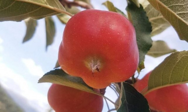 Fancy star apple, tangerine 300,000 VND/fruit on Tet holiday