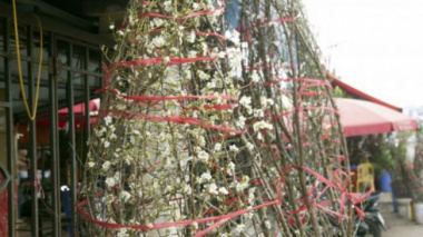 Only selling flowers every New Year at the gate of Quang Ba flower market, a man from Bac Giang collects hundreds of millions of dong/per year