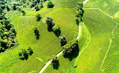 Check in đồi chè Linh Dương, một tọa độ xanh mát gần trung tâm thành phố Lào Cai 