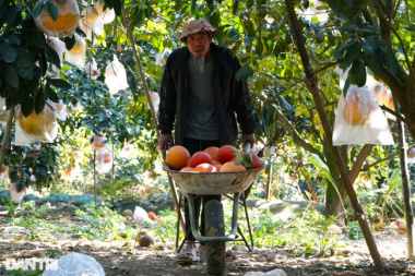The old farmer earns half a billion dong in the Tet season thanks to the red ripe fruit inside and out