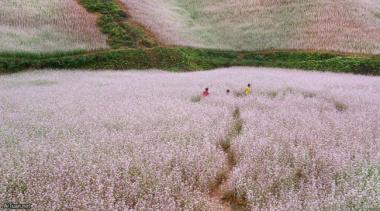 Ngắm nhìn sắc hồng của mùa hoa tam giác mạch tại Lào Cai