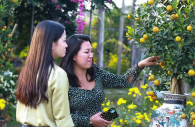 Kumquat trees cost tens of millions of dong and sold out in Hanoi before the Lunar New Year