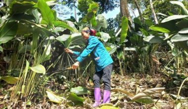 The type of tree that used to grow wild is now grown to have millions of money, when Tet comes, just cut the leaves and sell it