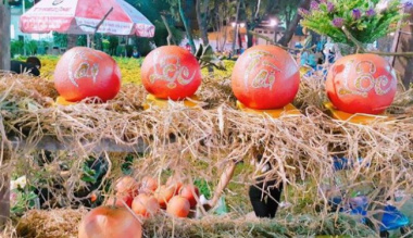 The specialty fruit ‘Tien King’ that was once disgraced, now sells for up to 1 million dong/fruit for Tet display