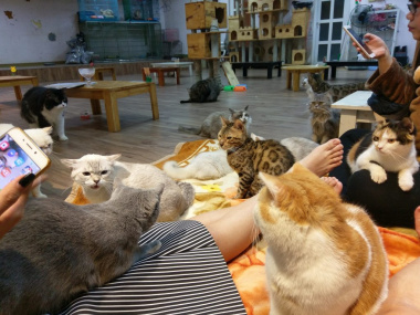 9 quán cafe mèo Hà Nội làm đốn tim giới trẻ thủ đô