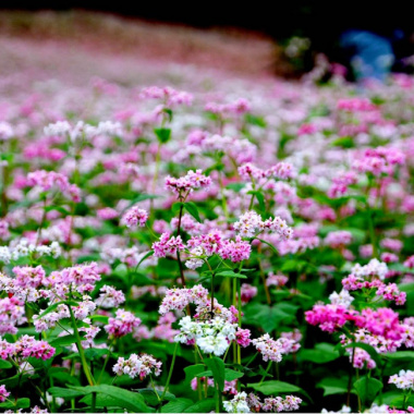 Bí ẩn về loài hoa để làm ra rượu tam giác mạch tại Hà Giang