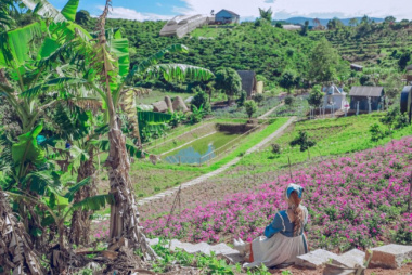 Thung lũng hoa Tà Nung tọa độ check in đẹp mê hồn tại Đà Lạt