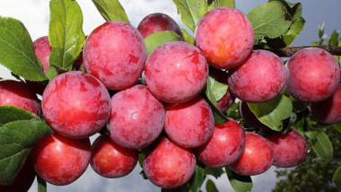 6 loại hoa quả đặc sản Sapa thích hợp làm quà