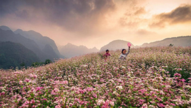 Cùng Bụi homestay khám phá đồng hoa tam giác mạch tại Hà Giang