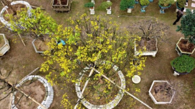 Many ancient apricot trees over 100 years old have been introduced. These tomorrow apricot trees promise to be a huge source of income for gardeners