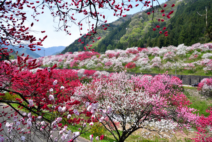 Thưởng lãm ba sắc hoa anh đào tuyệt đẹp ở Fukushima, Nhật Bản, Khám Phá
