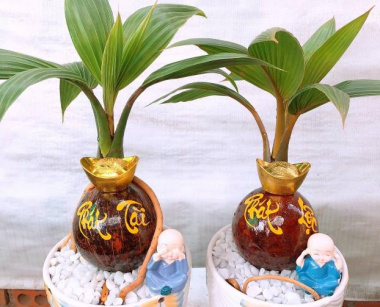 Fancy mini bonsai coconut attracts customers on the occasion of the Lunar New Year