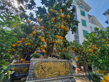 The pomelo tree is more than 50 years old, the customer wants to rent for $3,200, and the owner of the garden has not agreed