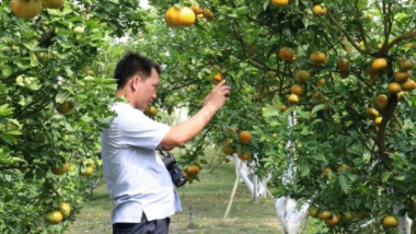 “Breaking into” tangerine orchards earns 50 times more than growing rice