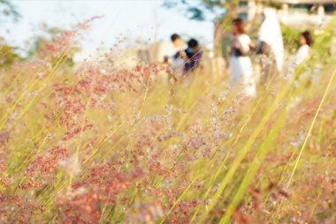 Hội “bánh bèo” xốn xang trước đồng cỏ hồng thơ mộng mới toanh tại Đà Nẵng