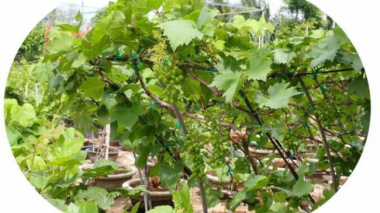 Ninh Thuan ornamental grapes in Tet season