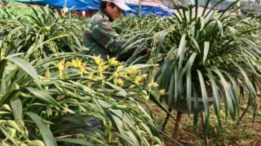 Precious flowers of Hoang Lien Son mountain and forest go down the street to celebrate Tet