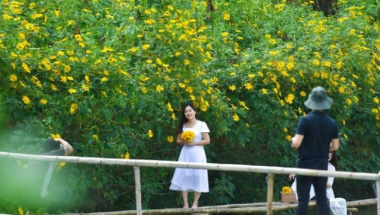 See the wild sunflower garden of 200 trees covered in yellow in the heart of Hanoi