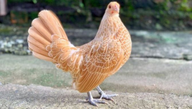 Unique New Year gifts: Lion chicken cost tens of 500 USD