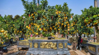 Unique 400-fruit Dien pomelo tree for sale for 8000 USD in Hanoi