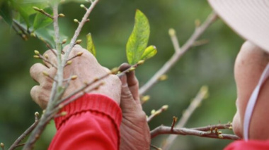 The profession of “changing clothes” for Apricot blossom Tet