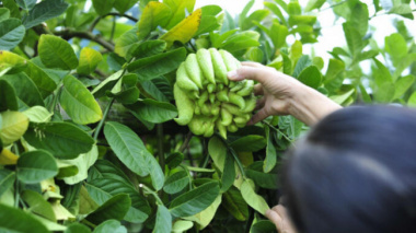 The ‘Buddha’s hand’ village in the heart of Hanoi is busy with the harvest season to serve the Lunar New Year