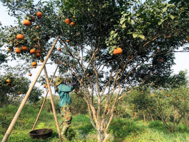 The ripe yellow-orange hill ‘hides goods’ waiting for Tet