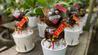 Earn millions per pot of cat-shaped coconut bonsai on the Tet holiday