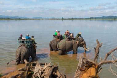 Elephants in Vietnam – 3 places where they live in the wild