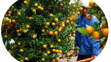The largest kumquat granary in the Central region rushes into the Tet season