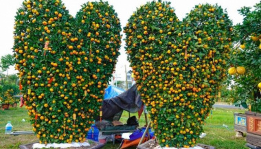 Performing pomelos and “terrible” kumquats appeared on Tay Do street for hundreds of millions of dong