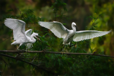 Thung Nham Bird Garden – Highlights & best visiting times