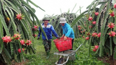Dragon fruit farmers are happy because of the high price of the Tet crop