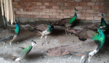 Tien Giang man earns nearly half a billion/year profit by raising noble birds