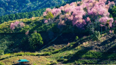 Da Lat cherry blossoms bloom splendidly on the days leading up to the New Year