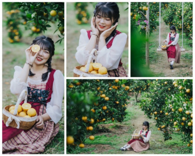 Vườn cam Mộc Châu hương tú 68 địa điểm chụp ảnh không thể bỏ qua
