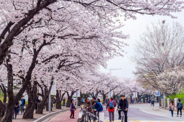 Đừng hỏi mùa xuân đi đâu nữa, Hàn Quốc - Nhật Bản đang chờ bạn đấy!