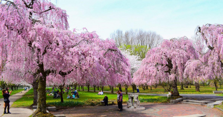9 địa điểm ngắm hoa anh đào bạn không nên bỏ qua vào mùa xuân năm 2023, Khám Phá
