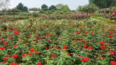 On the 3rd day of Tet, visit a woman’s 6,000 square meters rose garden in Hanoi