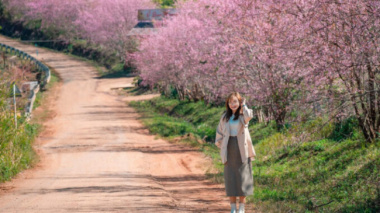 4 spots to see cherry blossoms on the Tet holiday