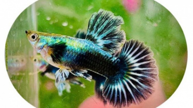 Bank staff spend 5 million to raise colorful fish, and 5 years to become a billionaire