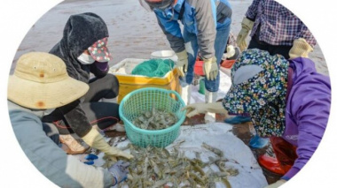 Hunting mantis shrimp at the beginning of the year, fishermen make millions every day
