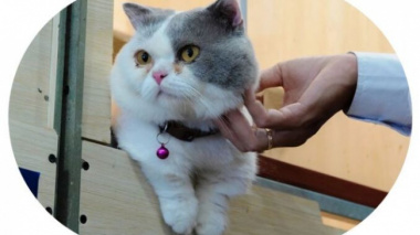 The guy spent more than 200 million dongs to open a cat cafe for guests to caress