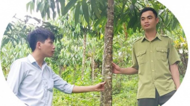 Revive the “symbolic” tree species of Phu Quy land in the 90s