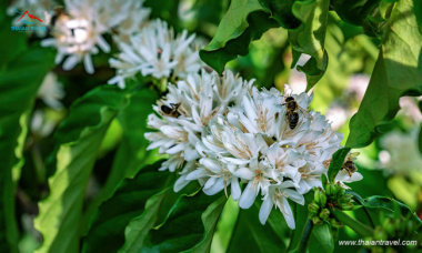 Mùa hoa cà phê tây nguyên| mùa hoa trắng trên tây nguyên đại ngàn